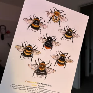 Common British Bumbles Print